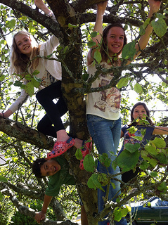 Kids climbing trees